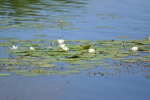 Цветущая водянистая лилия (Nymphaea alba L.) на поверхности — стоковое фото