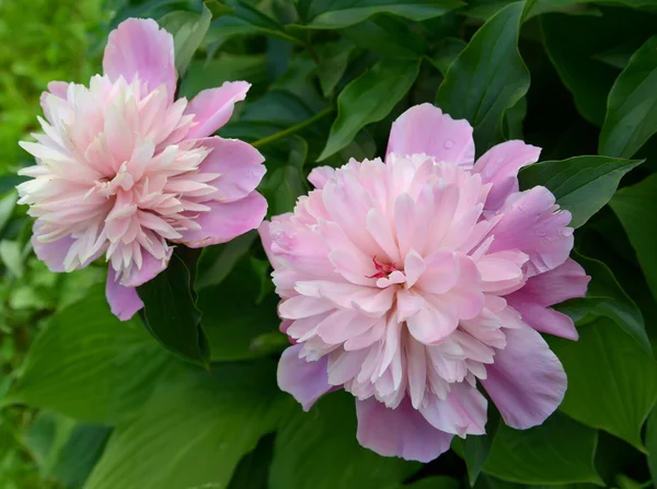 Dva květy pivoňky (Paeonia L.), zblízka — Stock fotografie