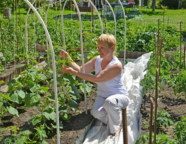 La femme des années moyennes attache les concombres dans la cuisine Photo De Stock