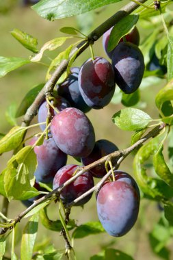 Olgun meyve Erik evin (Prunus domestica L.) 