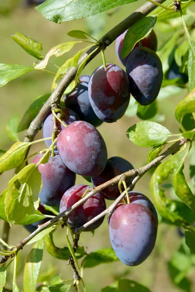 Зрелые фрукты сливового дома (Prunus domestica L .) — стоковое фото