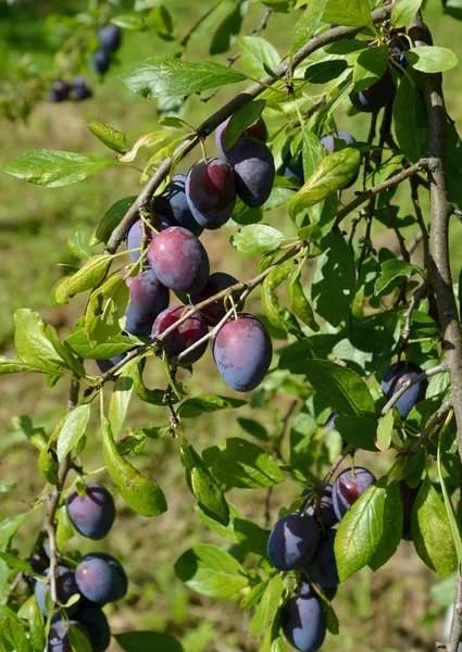 Dům zralé švestky (Prunus domestica L.) visí na větvi — Stock fotografie
