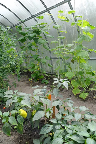 Pimentón y pepinos crecen en el invernadero — Foto de Stock