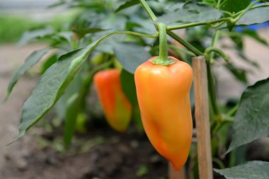 Serada tatlı turuncu biber yetişir