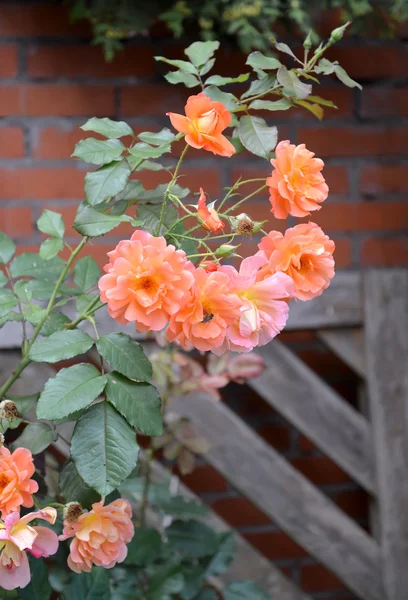 サーモン ピンク色の満開のバラの茂み — ストック写真