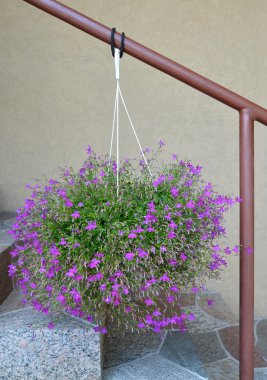 Lobelia Erinus (Lobelia erinus L.) önbellek tencereye bir h üzerinde asılı.
