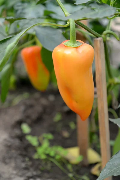 Pimenta laranja doce cresce na estufa — Fotografia de Stock