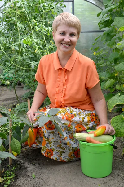 La femme d'années moyennes récolte une récolte de légumes dans le grenhouse Images De Stock Libres De Droits