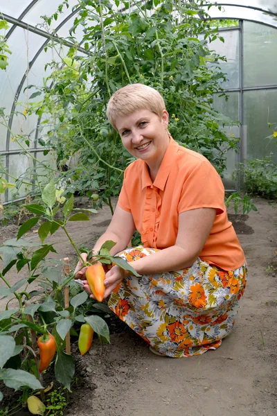 Žena průměrné let ukazuje plody papriky v g Stock Snímky
