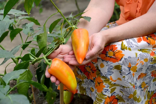 Weibliche Hände halten Früchte von Paprika — Stockfoto