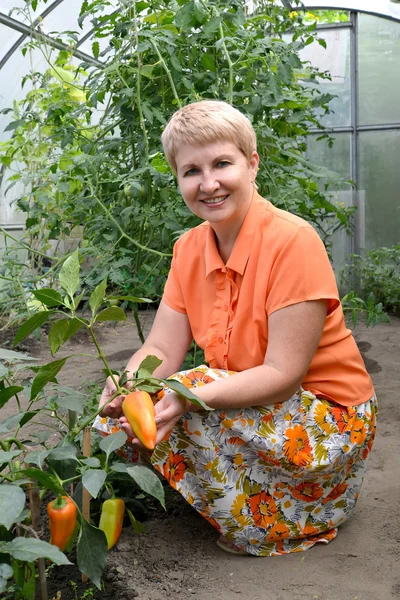 Die Frau mittleren Alters zeigt Früchte des süßen Pfeffers im g — Stockfoto