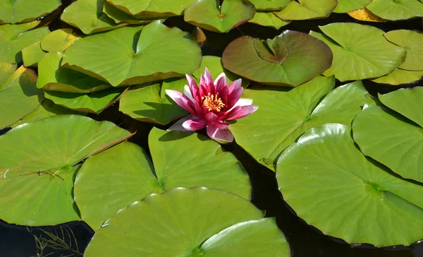 Fleur d'un nénuphar rose (Nymphaea L .) — Photo