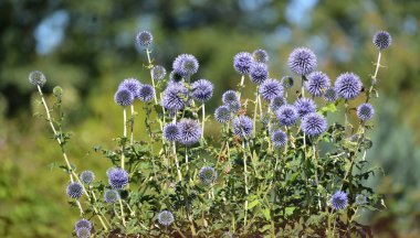 The blossoming globe thistle Banat (Echinops bannaticus Rochel e clipart