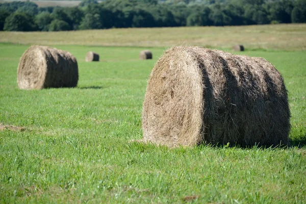 Les balles de foin reposent sur une prairie verte. Paysage rural — Photo