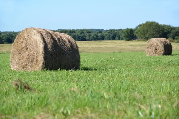 Paysage rural estival avec rouleaux de foin sur une prairie verte — Photo