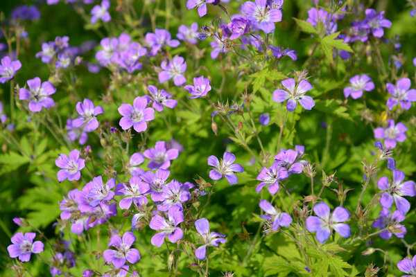 Цветущий герань (Герань обыкновенная)
.)