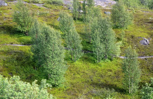 Paysage d'été nordique avec des bouleaux sur une pente de colline. Mourmansk — Photo