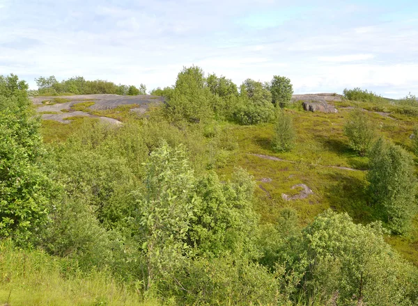 Hill lutning med sten exponeringar och buskar. Murmansk region — Stockfoto