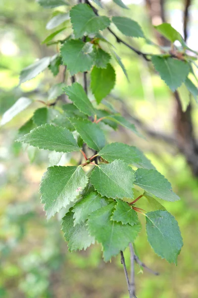 バーチ亜寒帯 (ダケカンバ subarctica N.I の葉と枝. — ストック写真