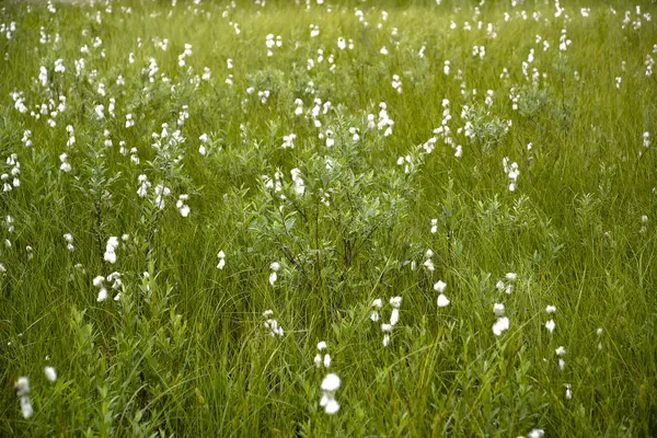 Pantano del norte con la hierba de algodón en flor — Foto de Stock