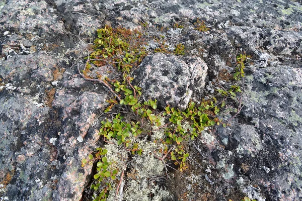 Zwergbirke (betula nana l.) wächst in der steinigen Tundra. kola-Halbinsel — Stockfoto
