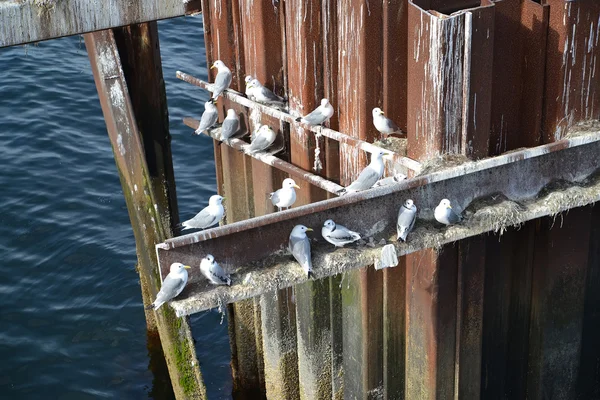 Гнезда чайки на металлической конструкции в Баренцевом море. Мурманская область — стоковое фото