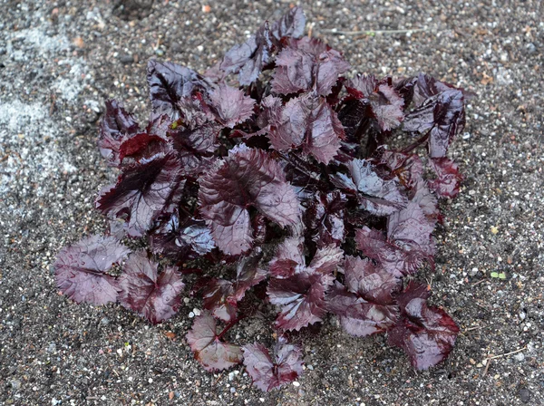 Young plant buzulnik gear (Ligularia dentata (A.Gray) of H.Hara) in the spring — Stock Photo, Image