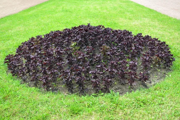 Main courante arbustive Nankin (Perilla frutescens var. nankinensis). Un lit de fleurs sur une pelouse — Photo