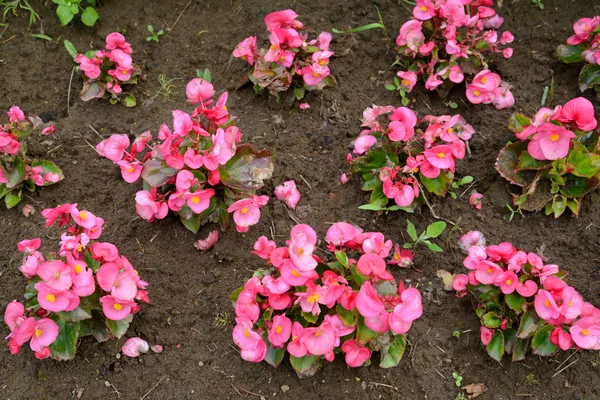 Hiç çiçekli bir Begonya bitkilerin (Begonia semperflorens bağlantı ve Otto) toprağa ekilen — Stok fotoğraf