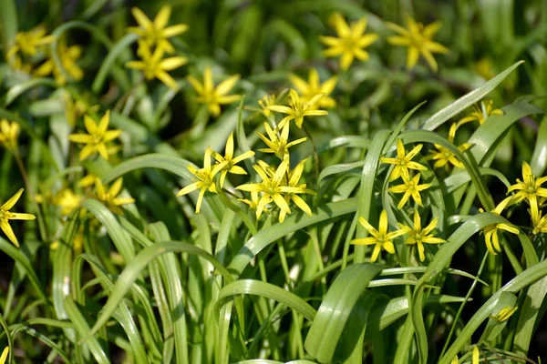 Çiçek açması Kaz soğan sarı veya gagea sarı (Gagea lutea — Stok fotoğraf