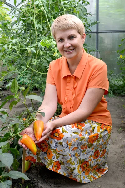 Die Frau des durchschnittlichen Alters sammelt Paprika im grünen — Stockfoto