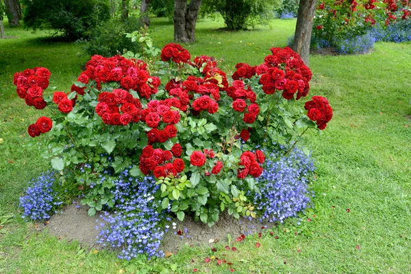 Çiçek açması kırmızı gül ve mavi lobelias park. Bir çiçek yatak Park — Stok fotoğraf