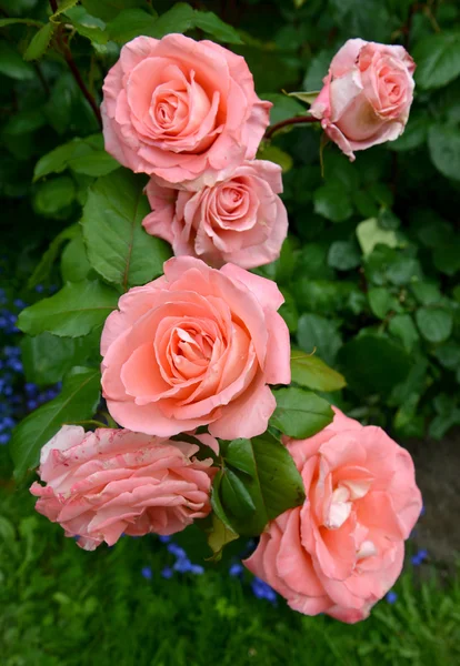 Rosa Rosen, aus nächster Nähe — Stockfoto