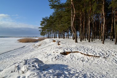 Genç çam ahşap Vistula Lagoon kıyısında. Kış manzarası