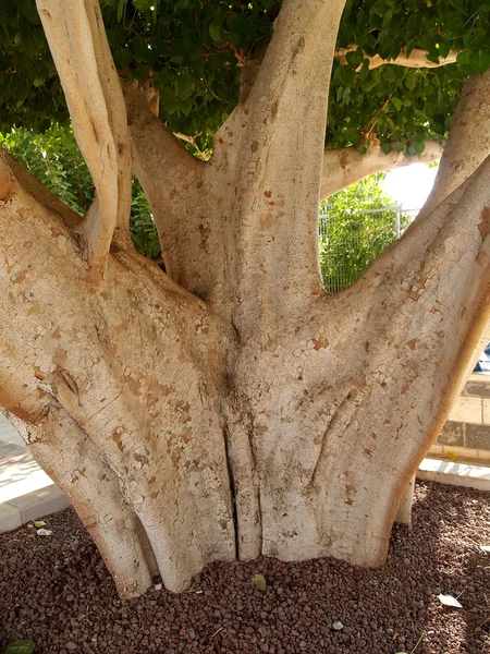 Bagagliaio di un ficus religioso, (Fico sacro, Fico sacro), Ficus religiosa L — Foto Stock