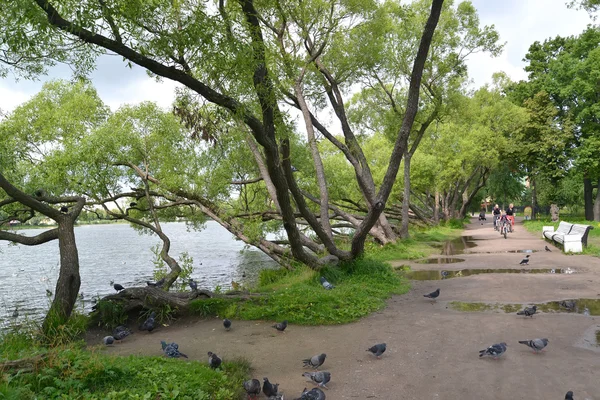 PETERHOF, RÚSSIA - JULHO 24, 2015: Um fragmento do parque de Kolonistsky no banco de Holguin de uma lagoa — Fotografia de Stock