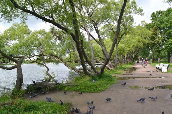 Peterhof, Oroszország - 2015. július 24.: Egy részlet a Kolonistsky park Holguin, egy tó partján — Stock Fotó