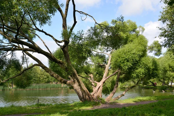 那只铺天盖地的柳树生长在池塘的岸边。夏季景观 — 图库照片