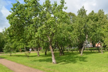 Güneşli bir yaz bahçede elma ağacı