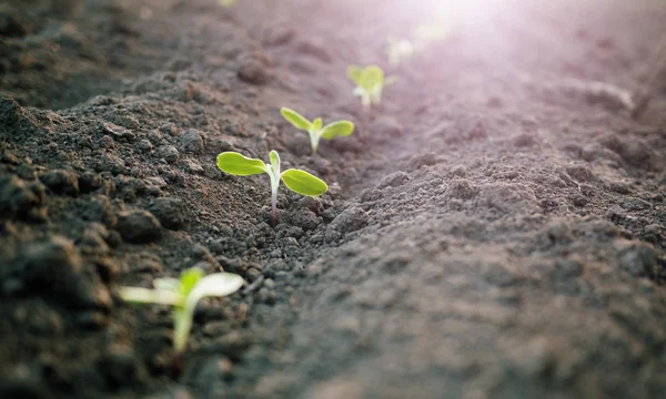 Semis de plantes vertes — Photo