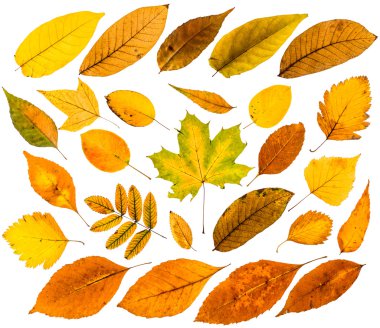 renkli sonbahar yaprakları