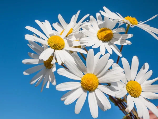 Daisy fiori sfondo — Foto Stock