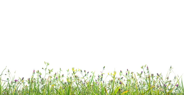 Grass profile isolated — Stock Photo, Image