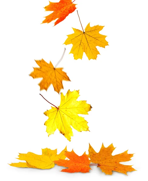 Maple Herfstbladeren — Stockfoto