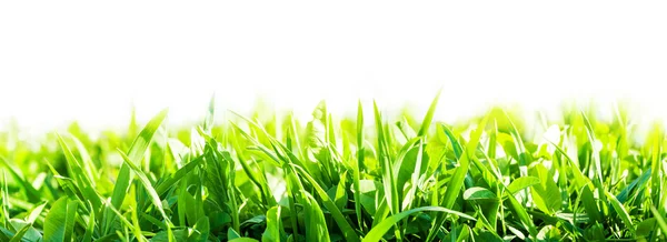 Ett grönt gräs — Stockfoto