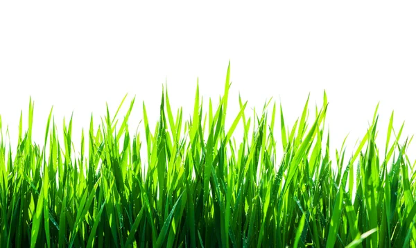 Green grass isolated — Stock Photo, Image