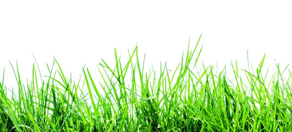 Green grass isolated — Stock Photo, Image