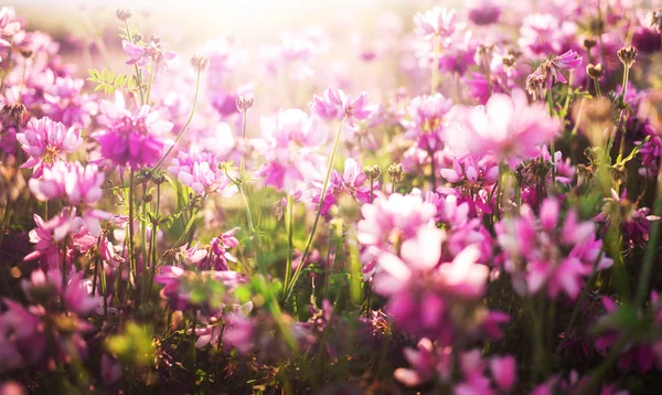 Uno sfondo floreale — Foto Stock