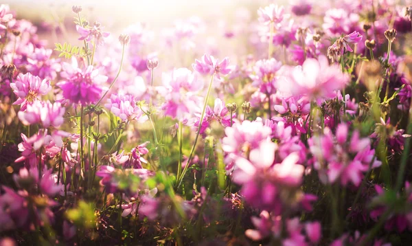 Un fondo de flores — Foto de Stock