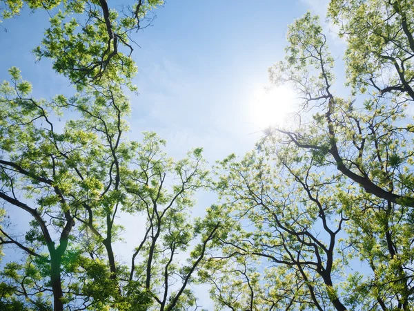 緑の葉の背景 — ストック写真